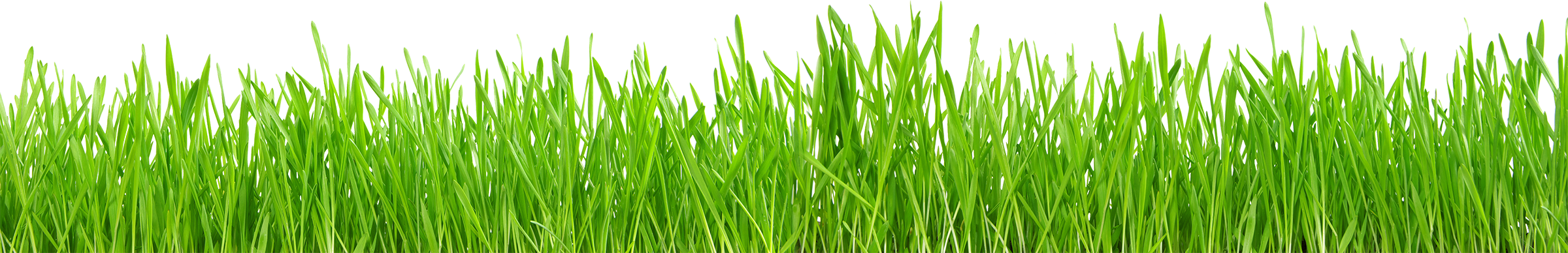 Lawn Mowing and Maintenance